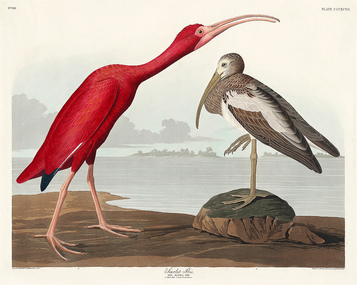 A framed print of two birds, one red and one gray, on a landscape background, offered as a product option in various configurations such as framed, border and wrap, or tapestry hung.