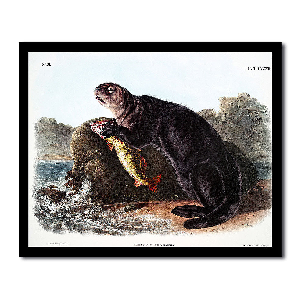Sewellel by John J. Audubon