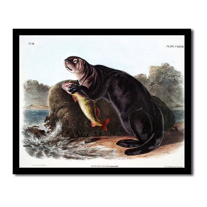 Sewellel by John J. Audubon