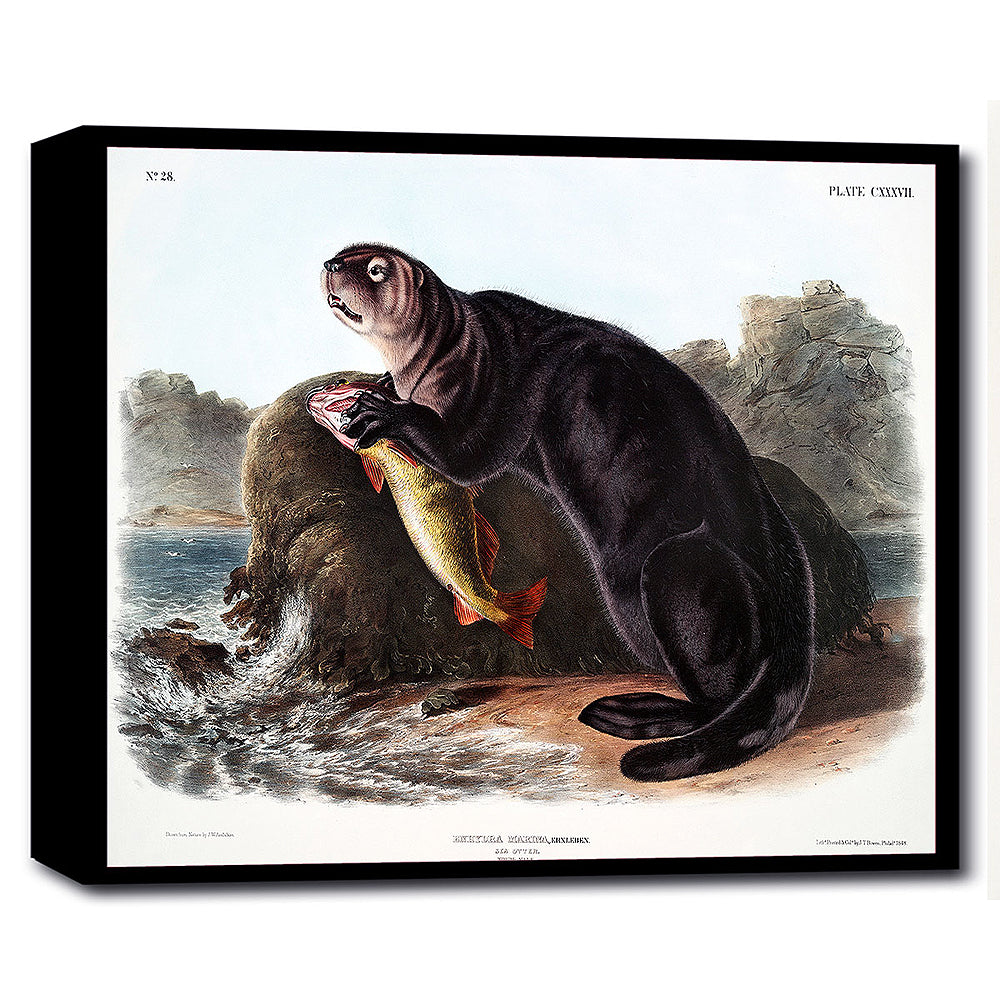 A framed print of a sea otter holding a fish, with a scenic background.