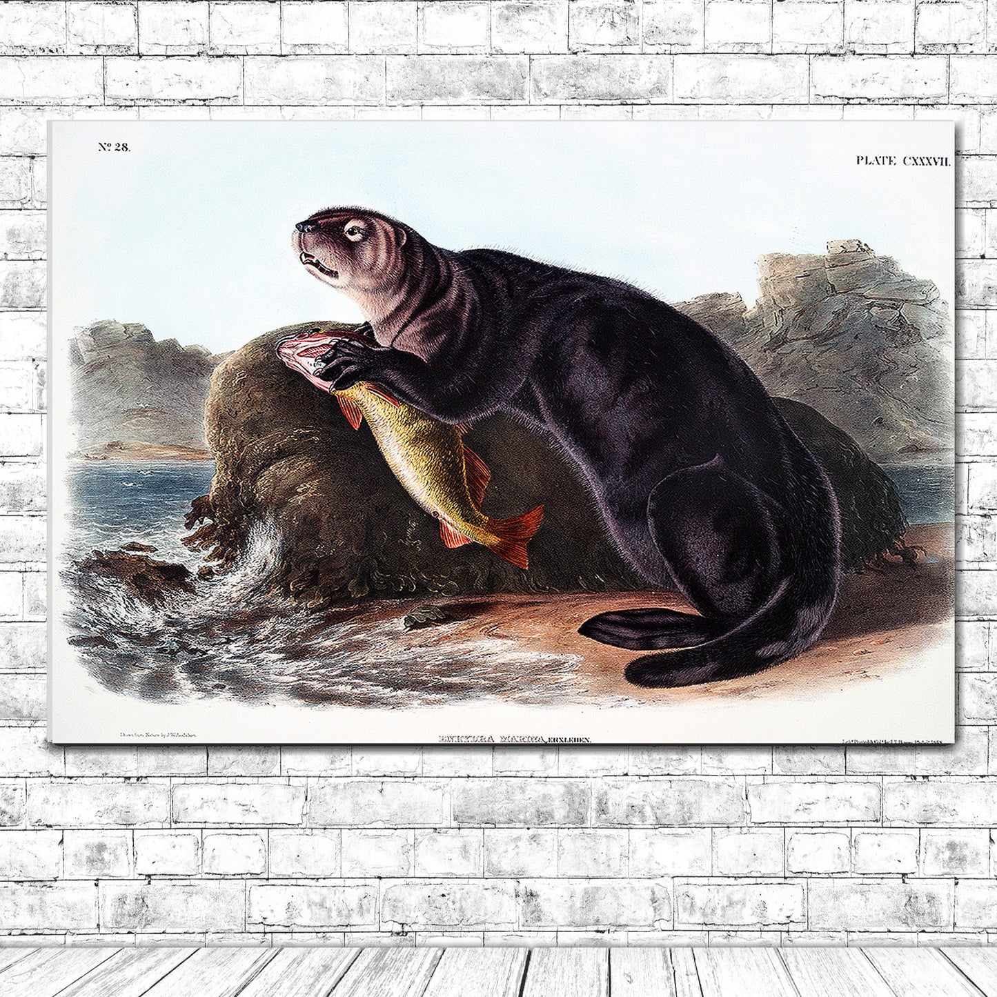 Sea Otter by John J. Audubon