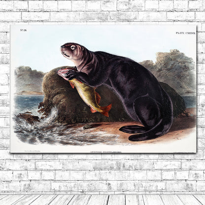 Sea Otter by John J. Audubon