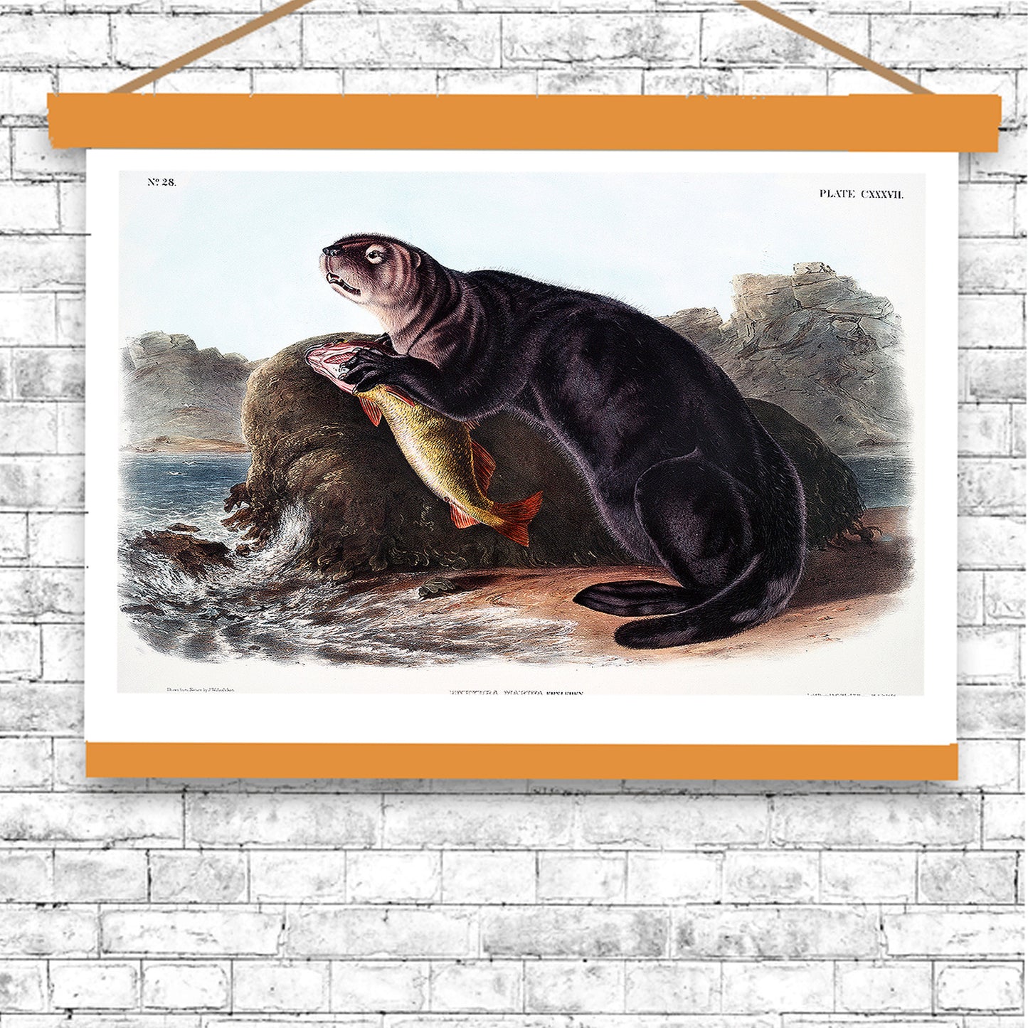 Sea Otter by John J. Audubon