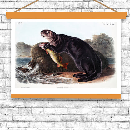 Sea Otter by John J. Audubon