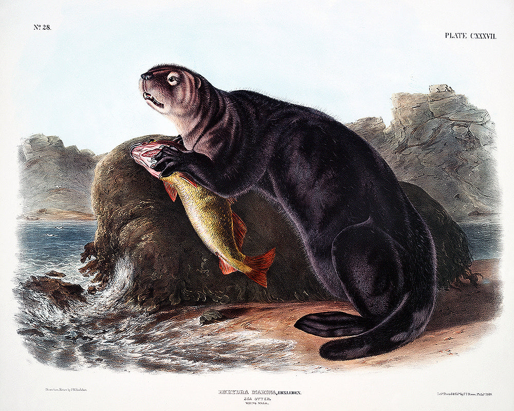 Sea Otter by John J. Audubon