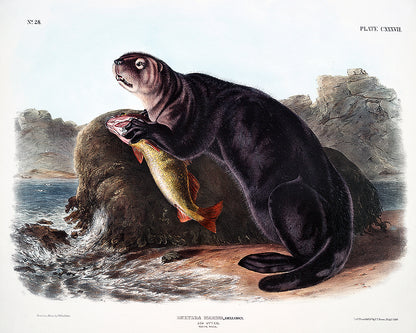 Sea Otter by John J. Audubon