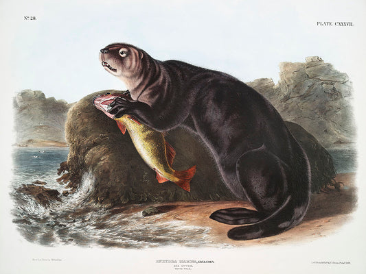 Sea Otter (Enhydra marina) by John James Audubon