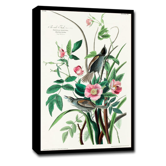 Seaside Finch by John J. Audubon