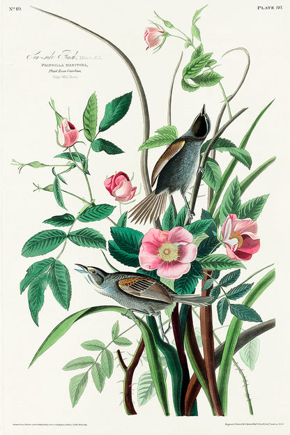 Seaside Finch by John J. Audubon