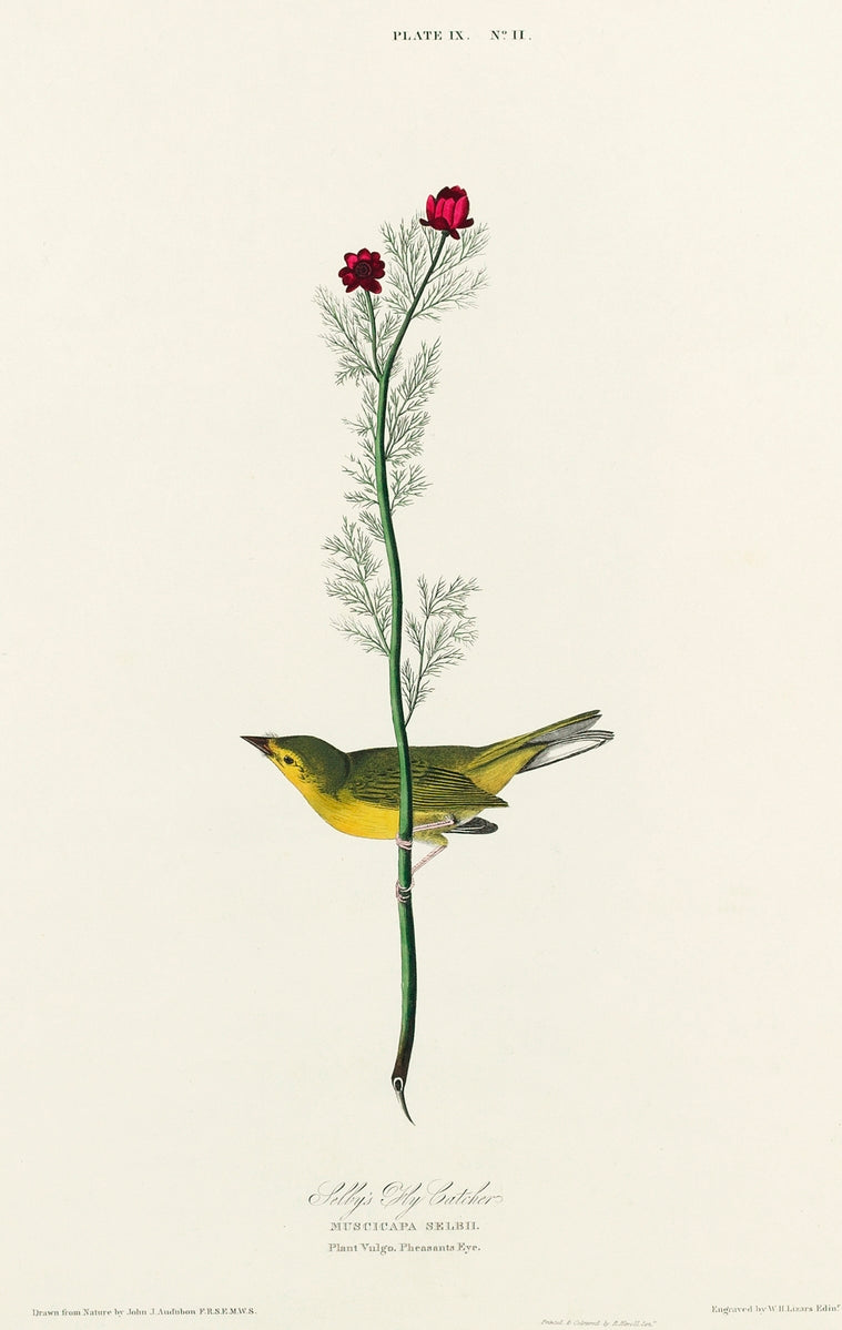 Selby's Flycatcher from Birds of America (1827) by John James Audubon