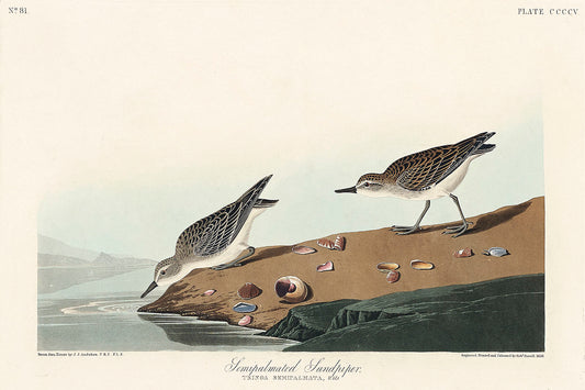 Semipalmated Snipe or Willet from Birds of America (1827) by John James Audubon