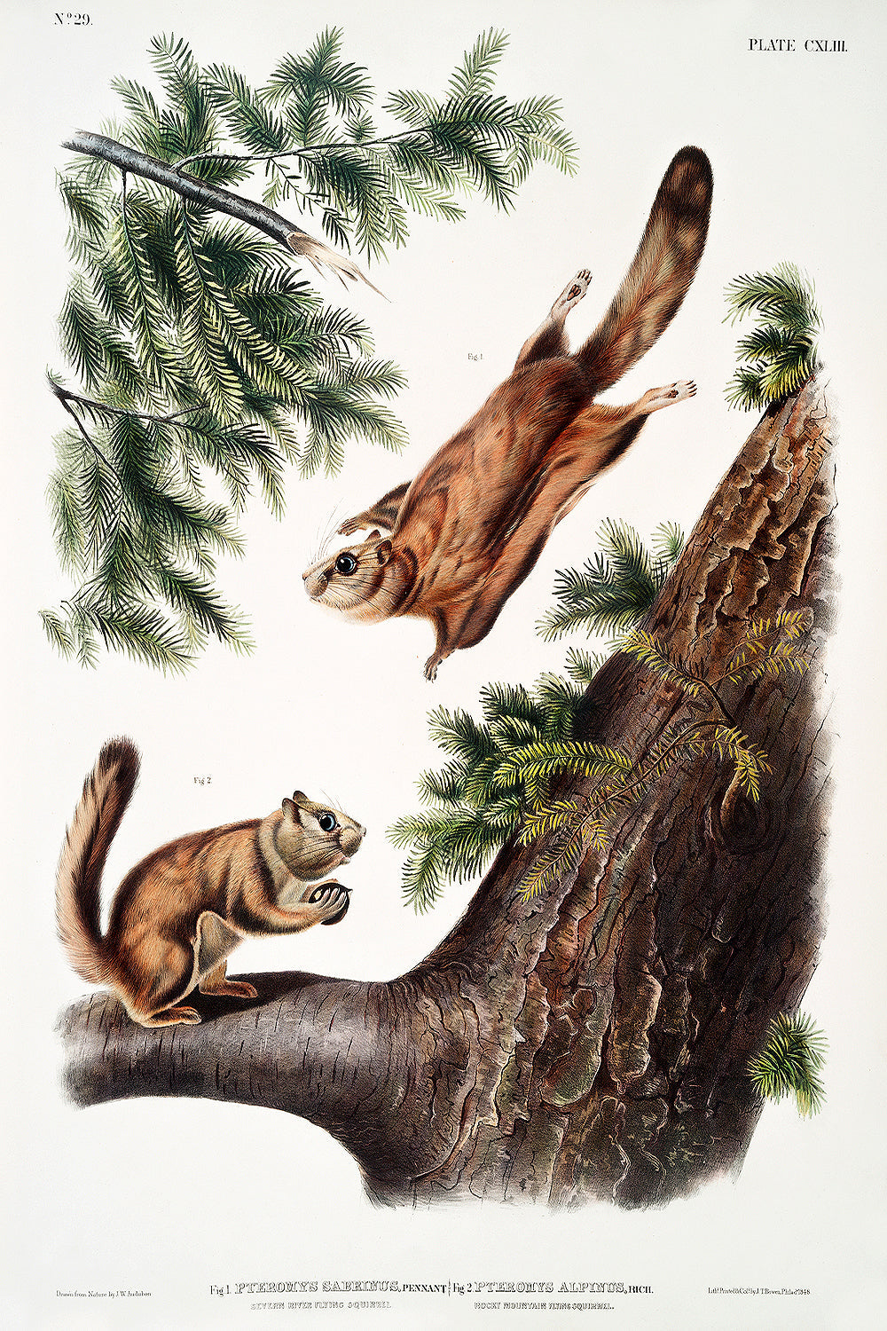 Severn River Flying Squirrel by John J. Audubon