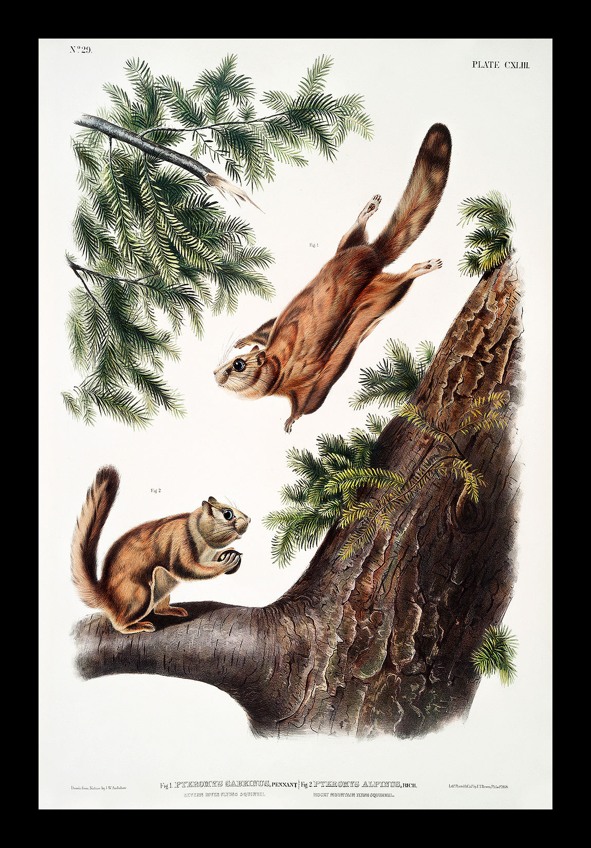 Severn River Flying Squirrel by John J. Audubon