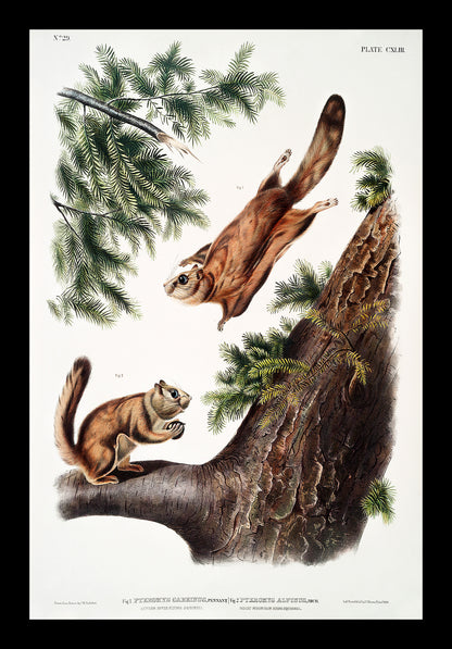 Severn River Flying Squirrel by John J. Audubon