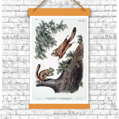 Severn River Flying Squirrel by John J. Audubon