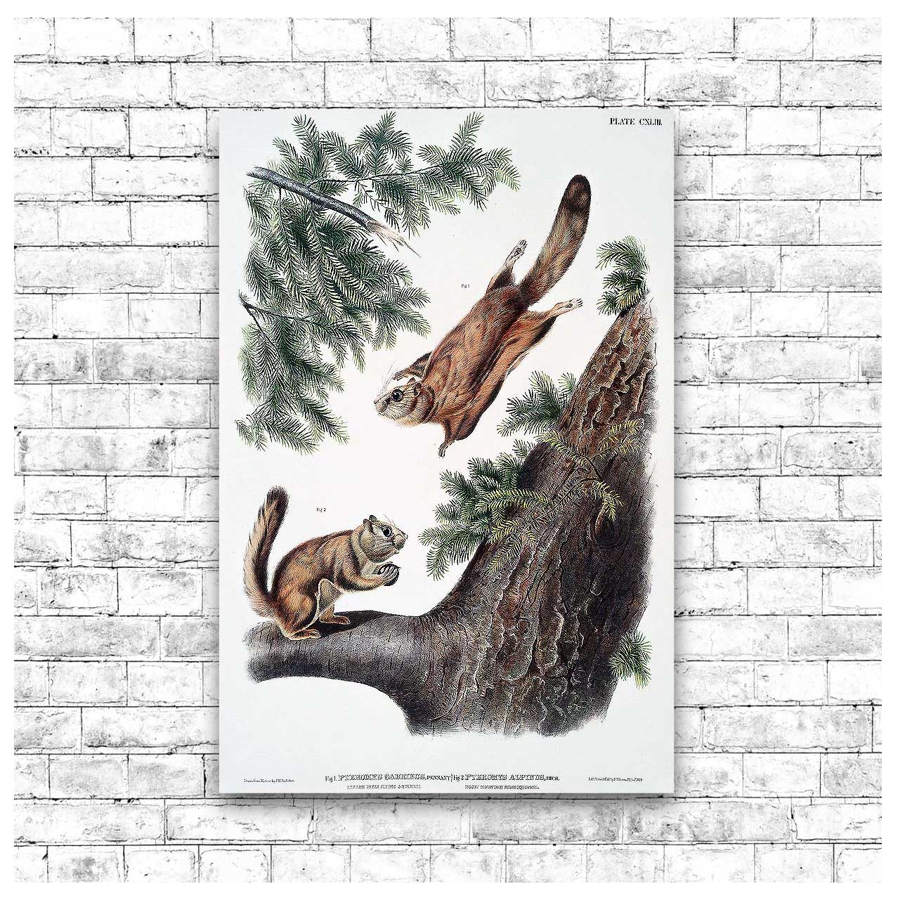 A printed art piece featuring two flying squirrels on a tree branch, with a black frame.