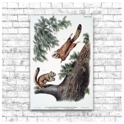 A printed art piece featuring two flying squirrels on a tree branch, with a black frame.