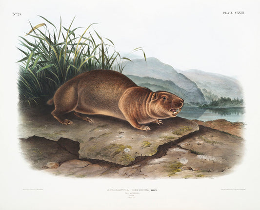 Sewellel (Aplodontia leporina) by John James Audubon