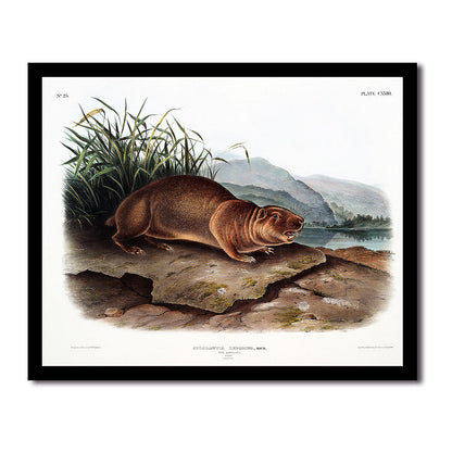 Sewellel by John J. Audubon