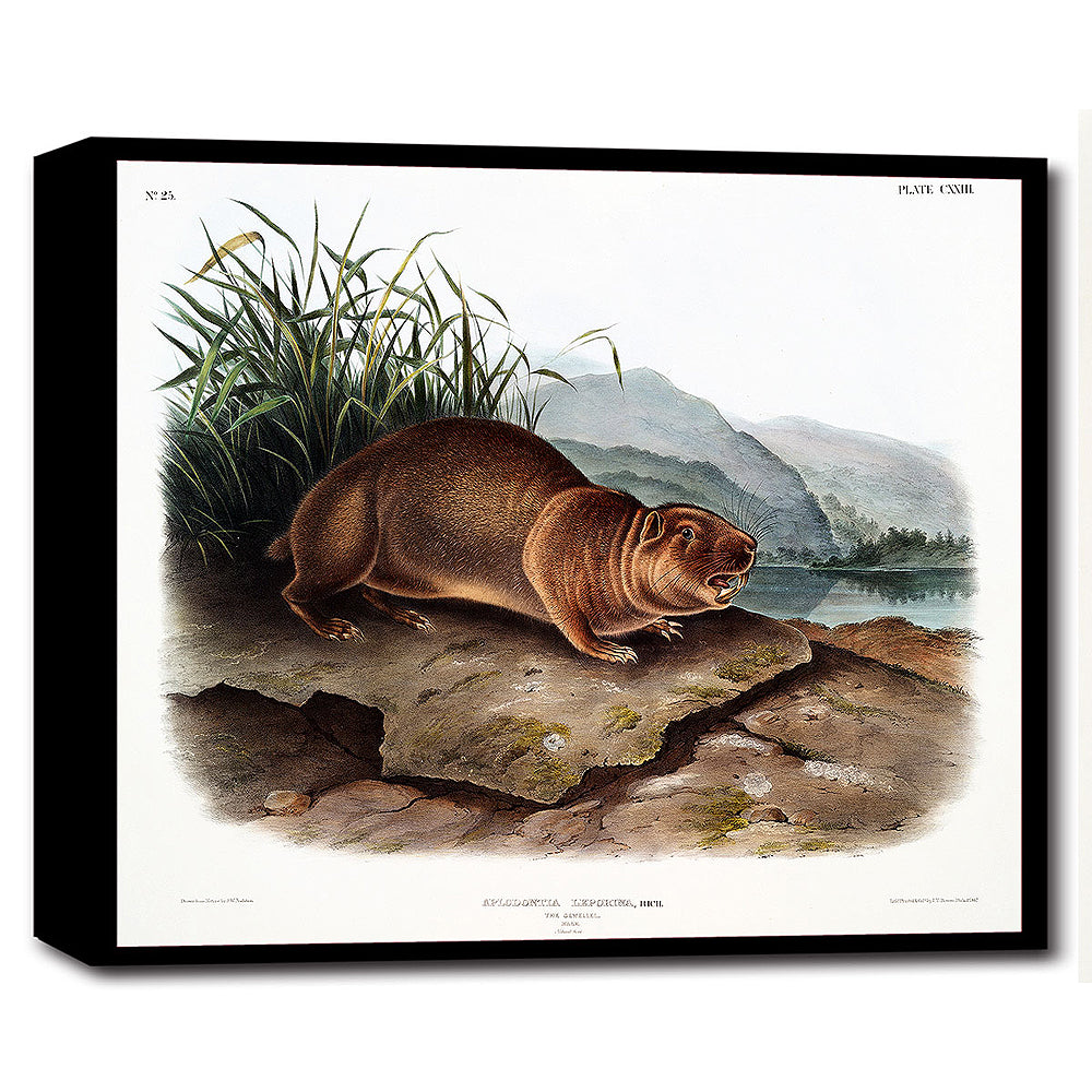 A framed print depicting a naturalistic scene with a focus on a groundhog, surrounded by grass and rocks with a mountainous background.