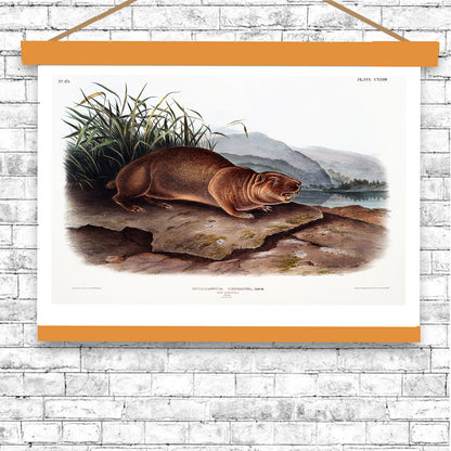 Sewellel by John J. Audubon