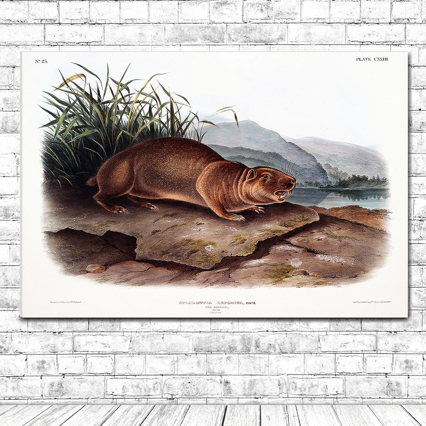 Sewellel by John J. Audubon