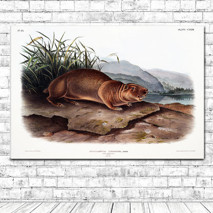 Sewellel by John J. Audubon