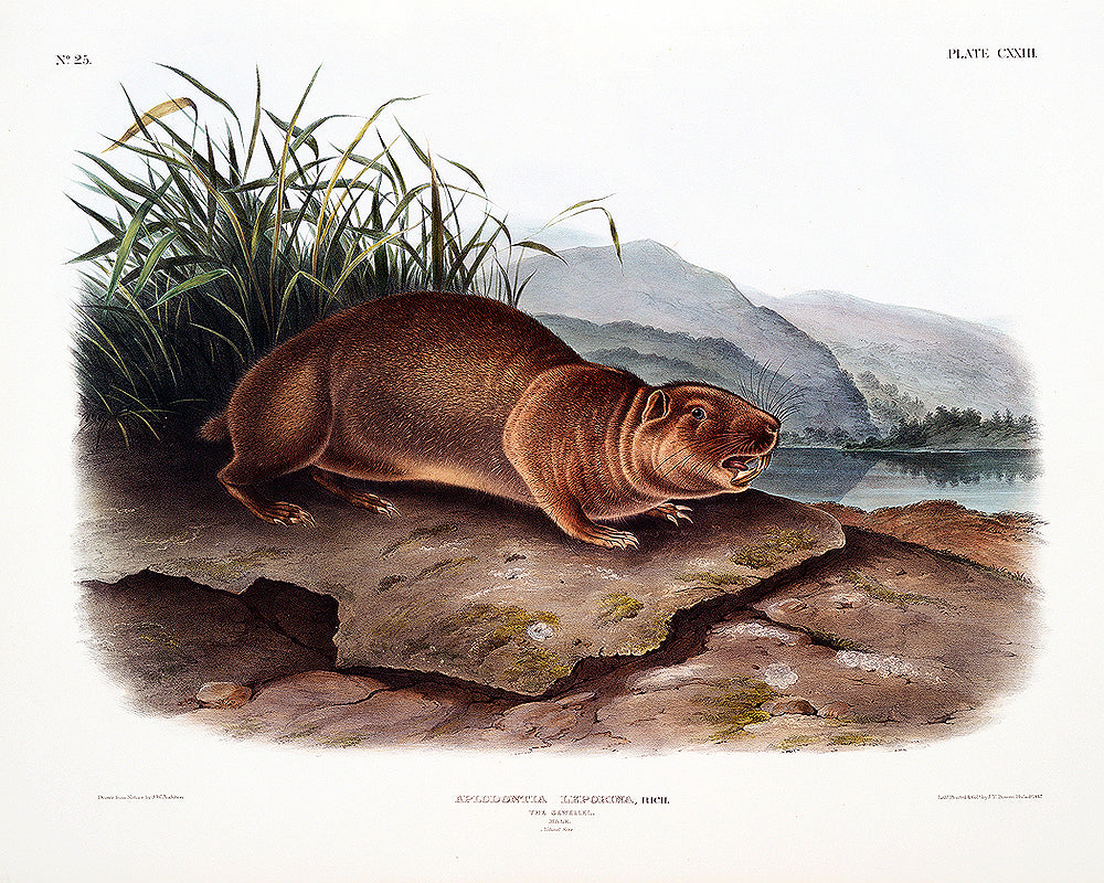 Sewellel by John J. Audubon