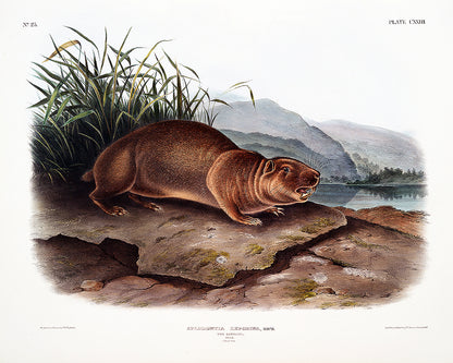 Sewellel by John J. Audubon