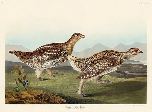 Sharp-tailed Grouse from Birds of America (1827) by John James Audubon