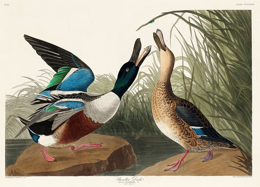 Shoveller Duck from Birds of America (1827) by John James Audubon