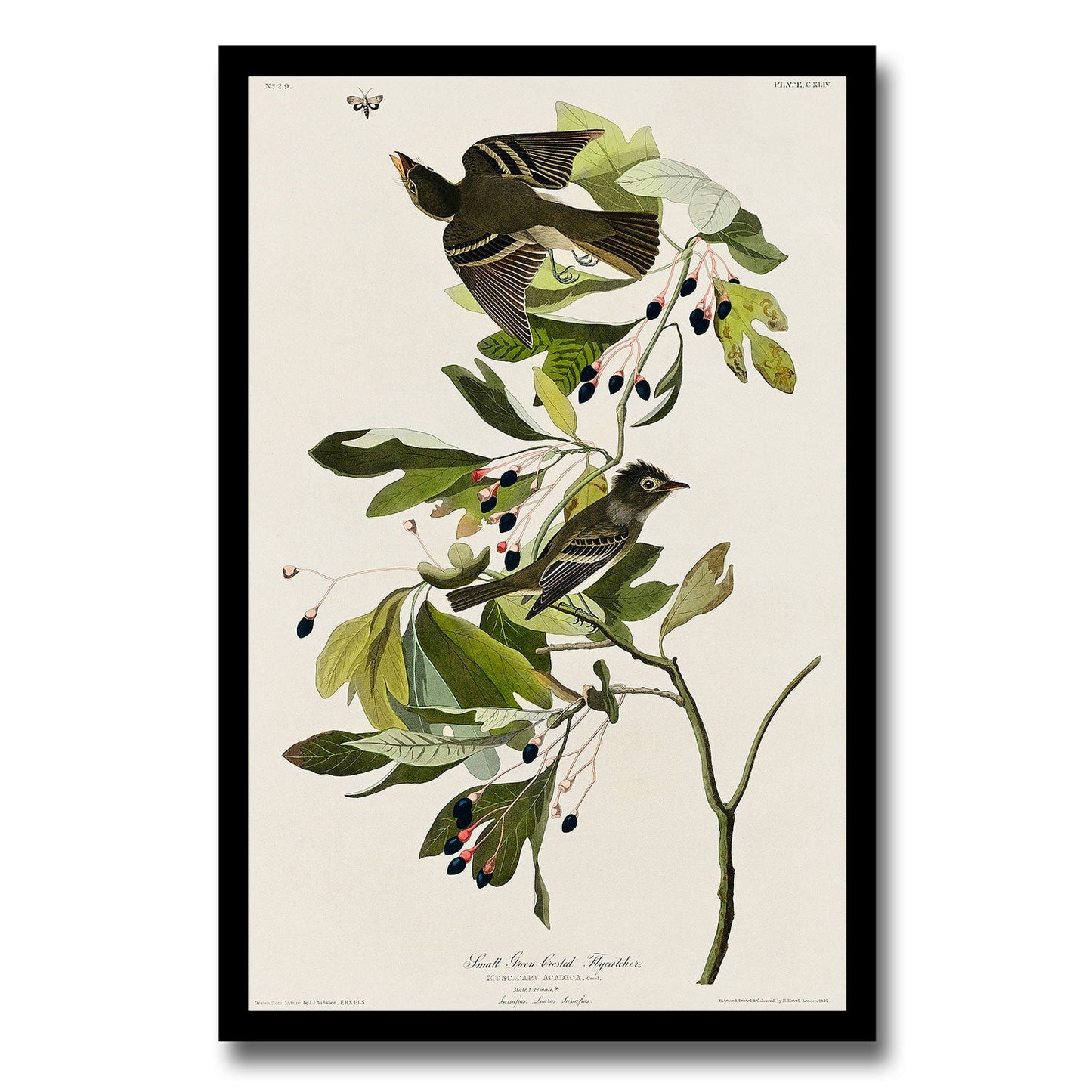 Small Green Crested Flycatcher by John J. Audubon