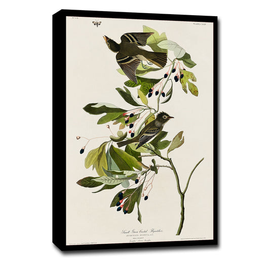 Small Green Crested Flycatcher by John J. Audubon