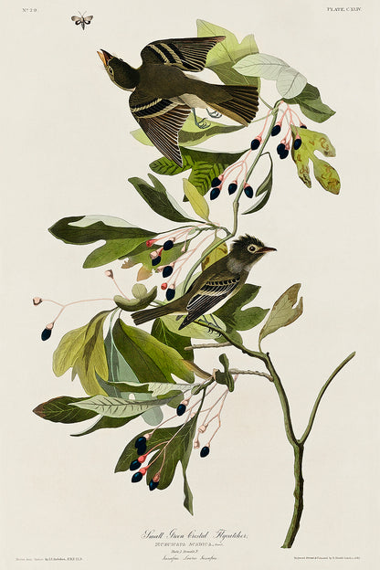 A framed print of a small green crested flycatcher bird, with a detailed background of foliage.