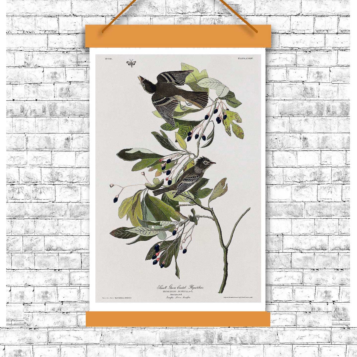 A framed print of a small green crested flycatcher bird, with a detailed background of foliage.