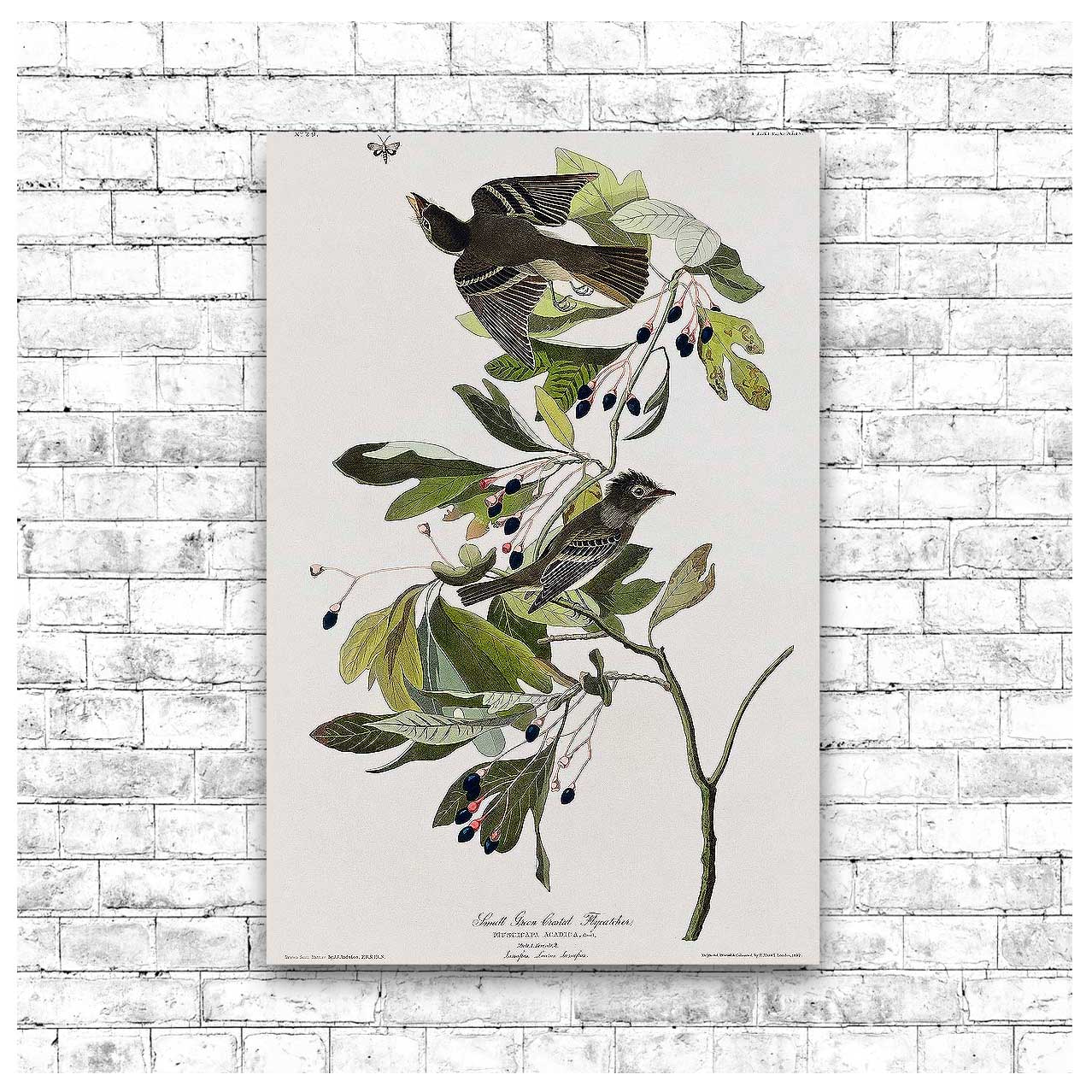 Small Green Crested Flycatcher by John J. Audubon