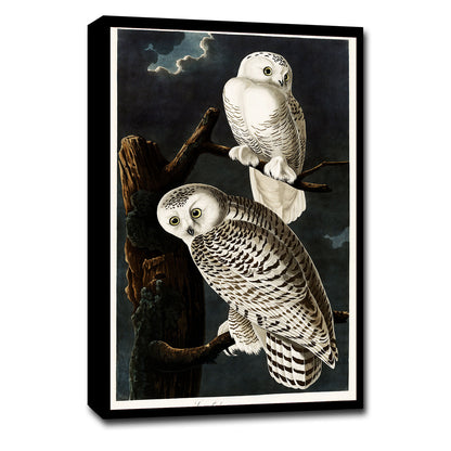 A framed print depicting two snowy owls perched on a branch against a dark sky.