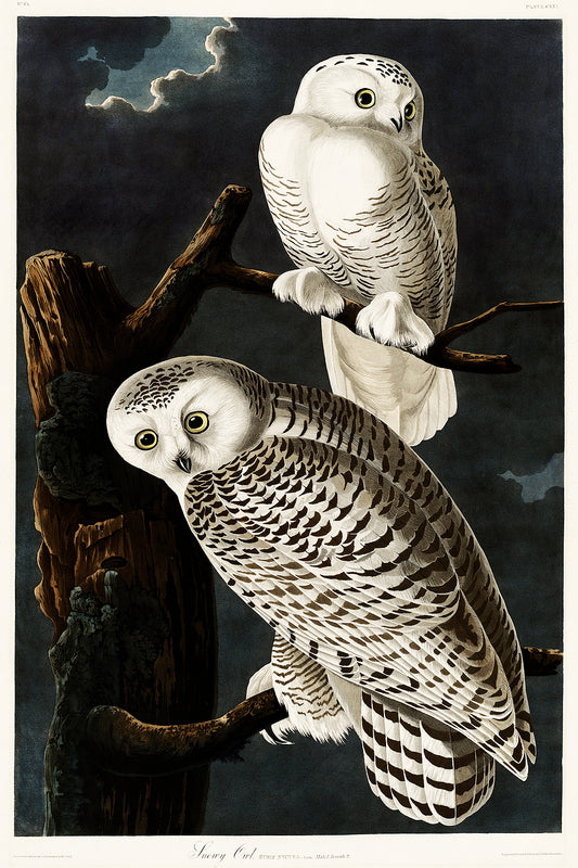 A framed print depicting two snowy owls perched on a branch against a dark sky.