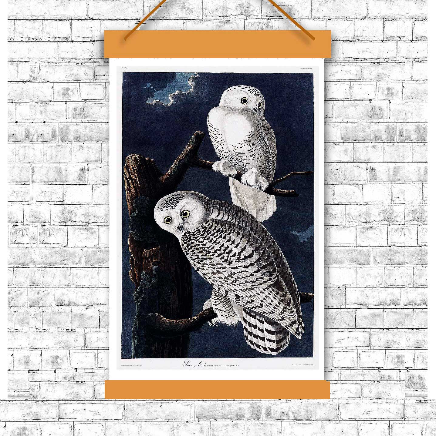 Snowy Owl by John J. Audubon