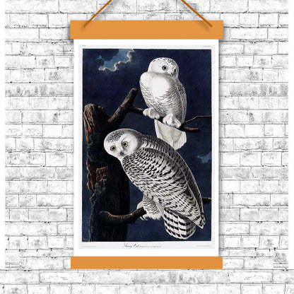 Snowy Owl by John J. Audubon