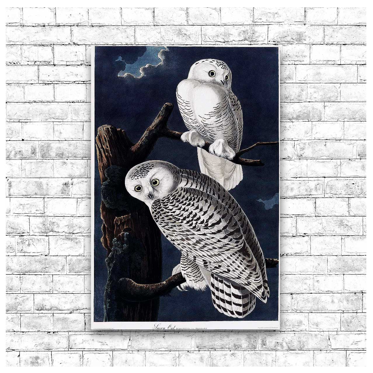 Snowy Owl by John J. Audubon