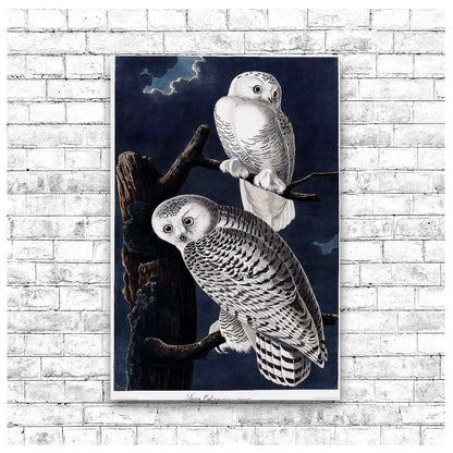 Snowy Owl by John J. Audubon
