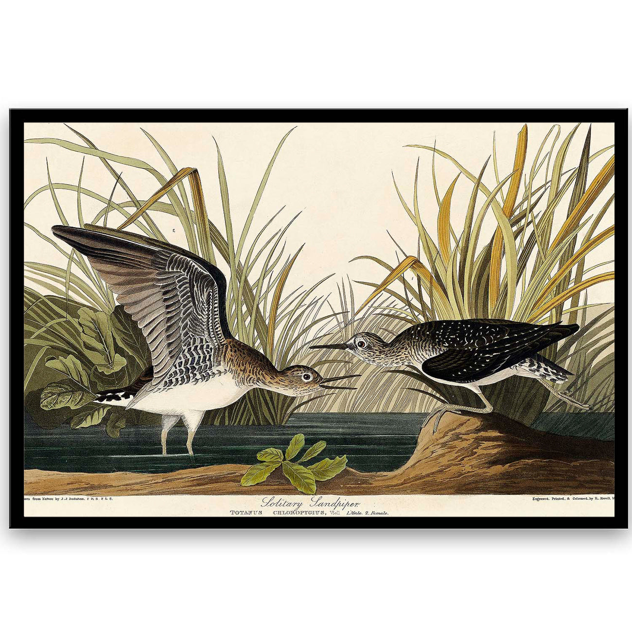 Solitary Sandpiper by John J. Audubon  | Choose Style | Size & Trim Color
