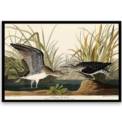 Solitary Sandpiper by John J. Audubon  | Choose Style | Size & Trim Color