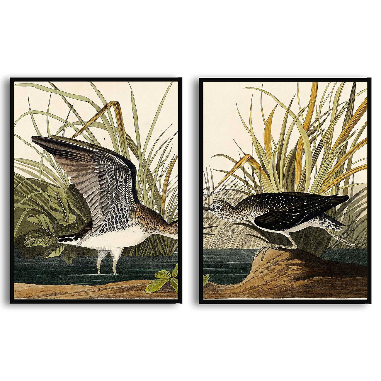 Solitary Sandpiper by John J. Audubon  | Choose Style | Size & Trim Color
