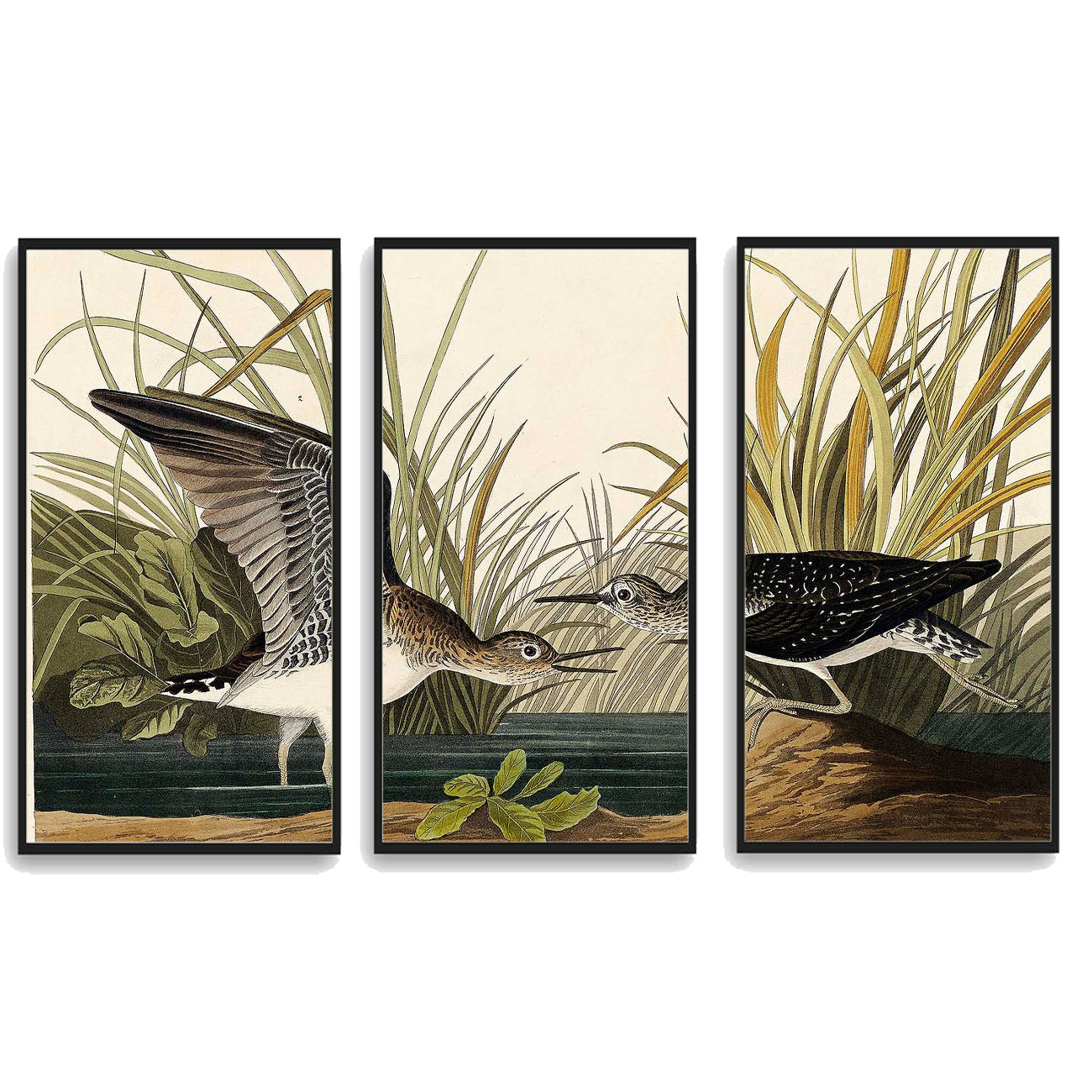Solitary Sandpiper by John J. Audubon  | Choose Style | Size & Trim Color