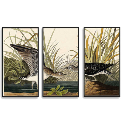 Solitary Sandpiper by John J. Audubon  | Choose Style | Size & Trim Color