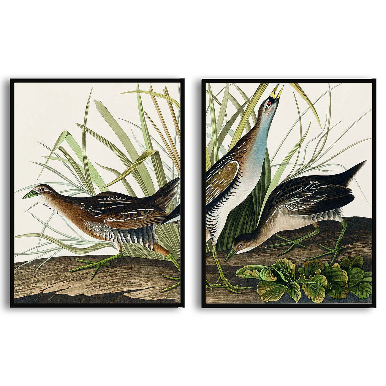 American-Snipe  | Choose Style | Size & Trim Color