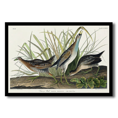 Spotted Grouse by John J. Audubon