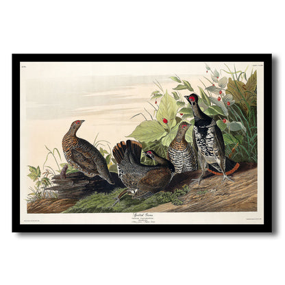 Tropic Bird by John J. Audubon